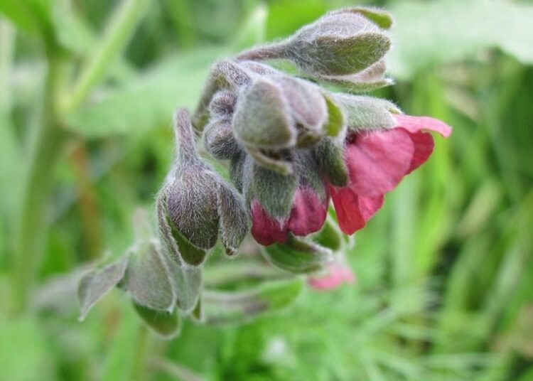 cynoglossum officinale