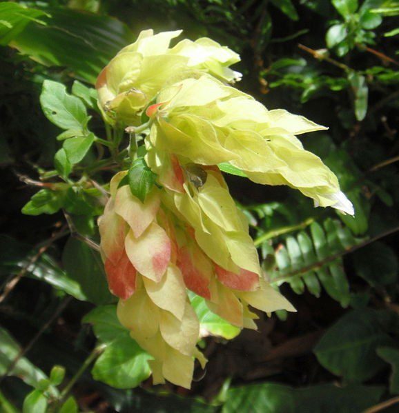 garnátová květina