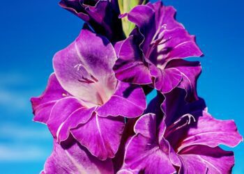 gladiolus