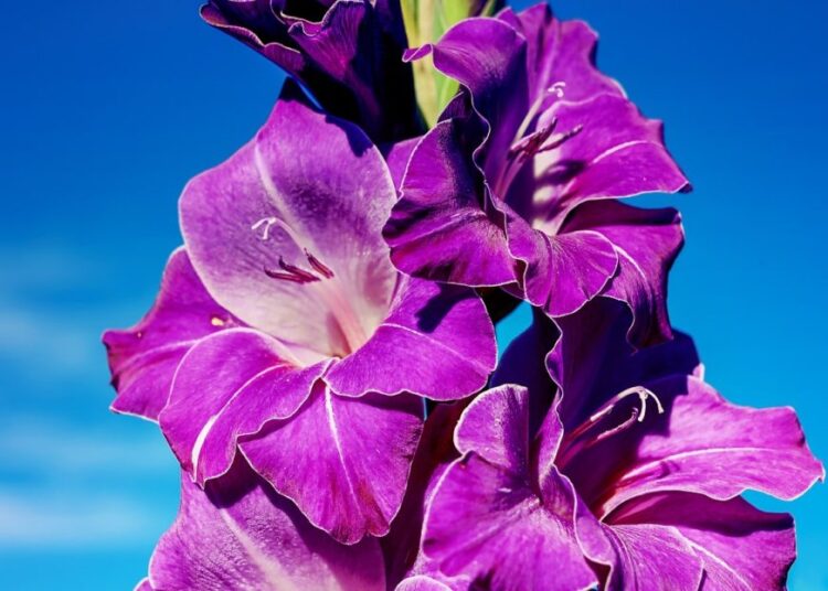 gladiolus