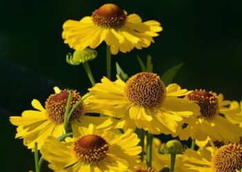 helenium