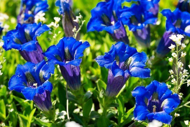 horec bezlodyzny - Hořec jarní a Hořec bezlodyžný: Modrá ozdoba vaší zahrady