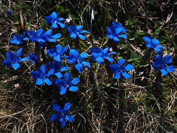 horec jarni - Hořec jarní a Hořec bezlodyžný: Modrá ozdoba vaší zahrady
