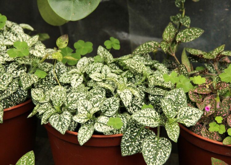 hypoestes