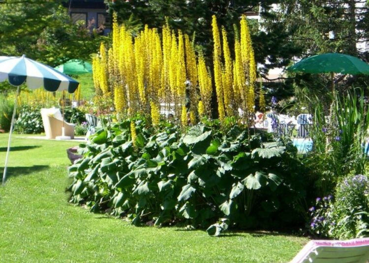 ligularia rostlina