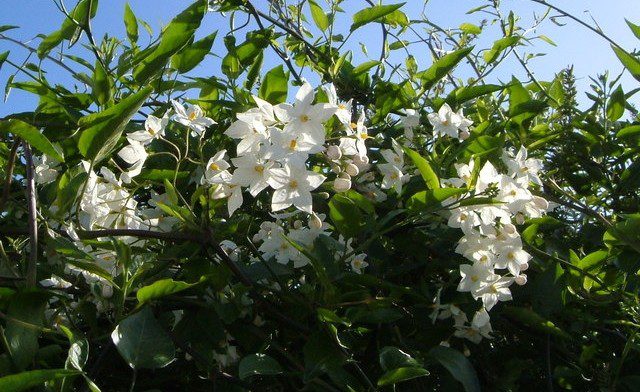 lilek - Lilek jasmínokvětý: Záplava bílých květů a jemná vůně