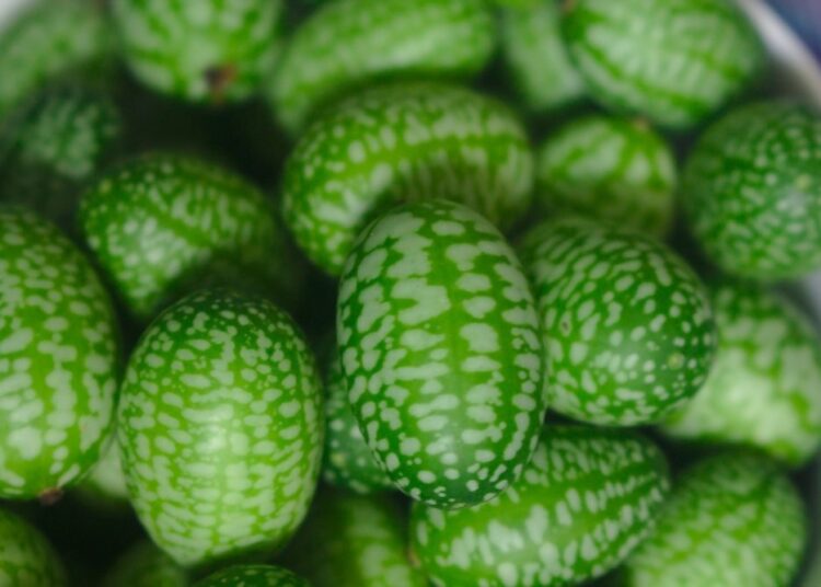 miniokurka