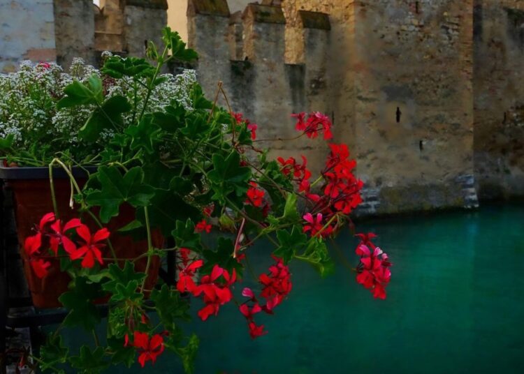 pelargoniums