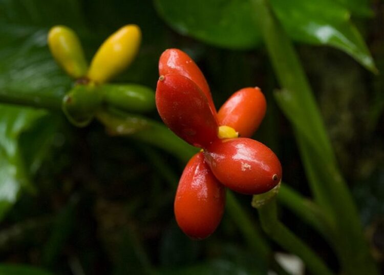 plody aglaonema