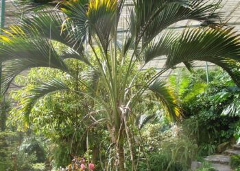 rajská palma