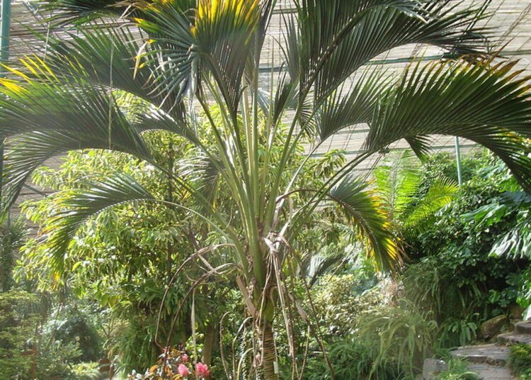 rajská palma