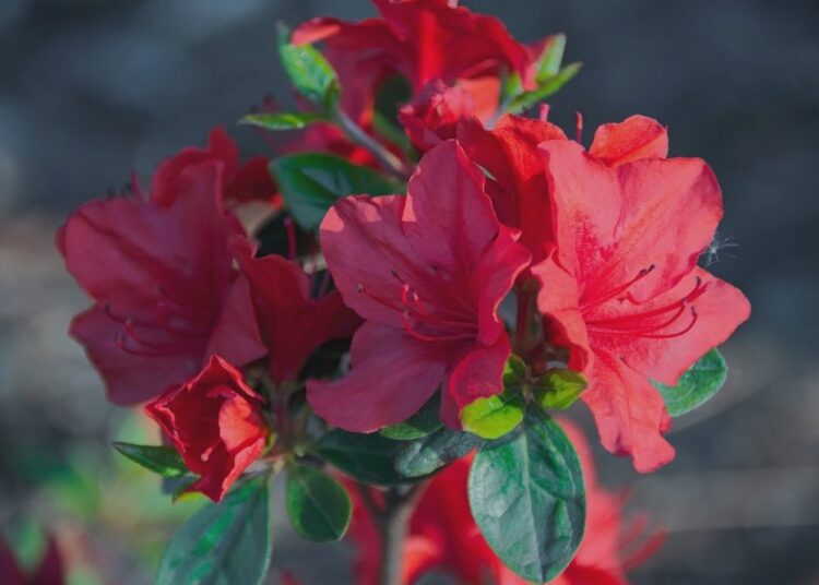 rhododendron japanese