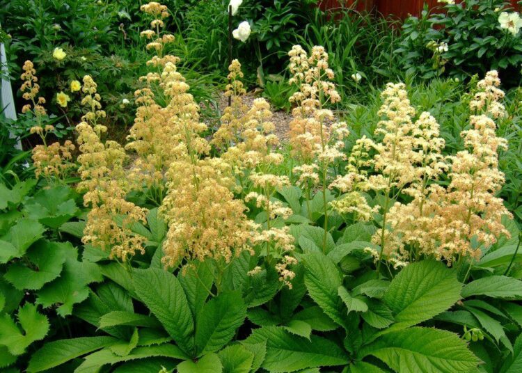 rodgersia