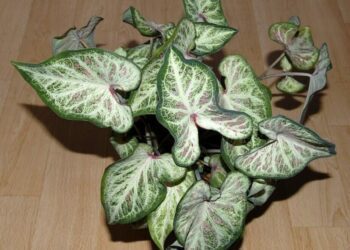 užovník dvoutvarý