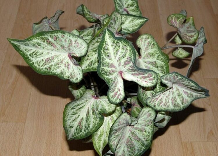 užovník dvoutvarý