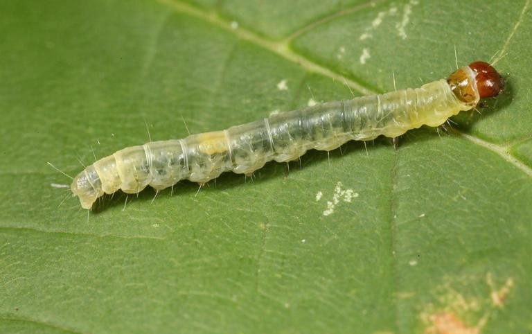 Archips rosana larva - Problémy a choroby u růží, které se řeší na jaře