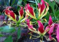 Gloriosa lily
