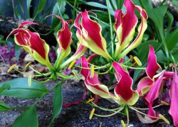 Gloriosa lily