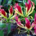 Gloriosa lily