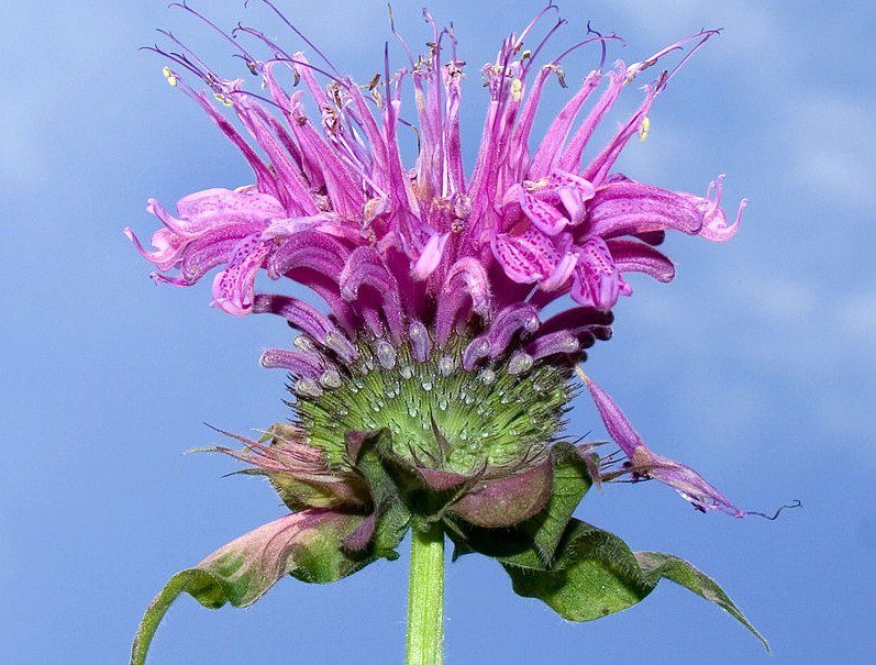Monarda didyma - Monarda je nádherně voňavá indiánská květina. Má také léčivé účinky