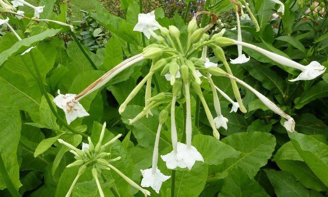 Nicotiana sylvestris