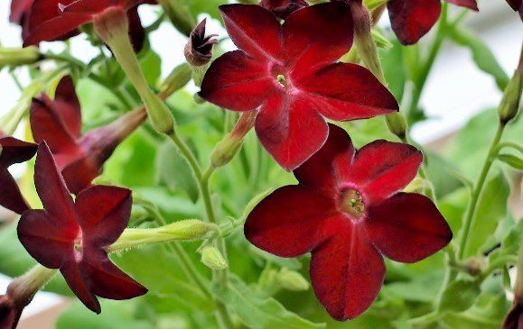 Nicotiniana x sanderae