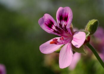 Pelargonium quercifolium