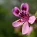 Pelargonium quercifolium
