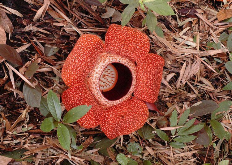Rafflesia