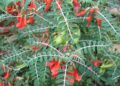 Sutherlandia