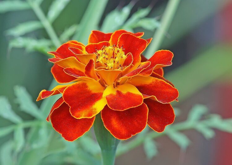 afrikán rozkladitý