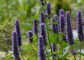 agastache