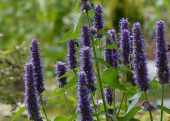 agastache
