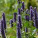 agastache
