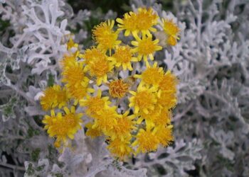 cinerárie přímořská