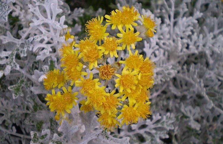 cinerárie přímořská