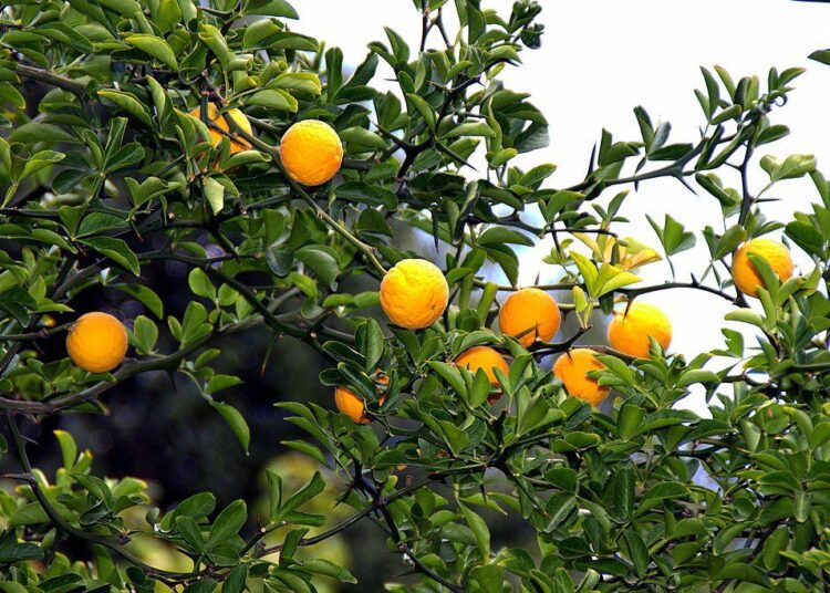 citronecnik trojlisty