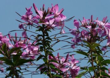 cleome rostlina