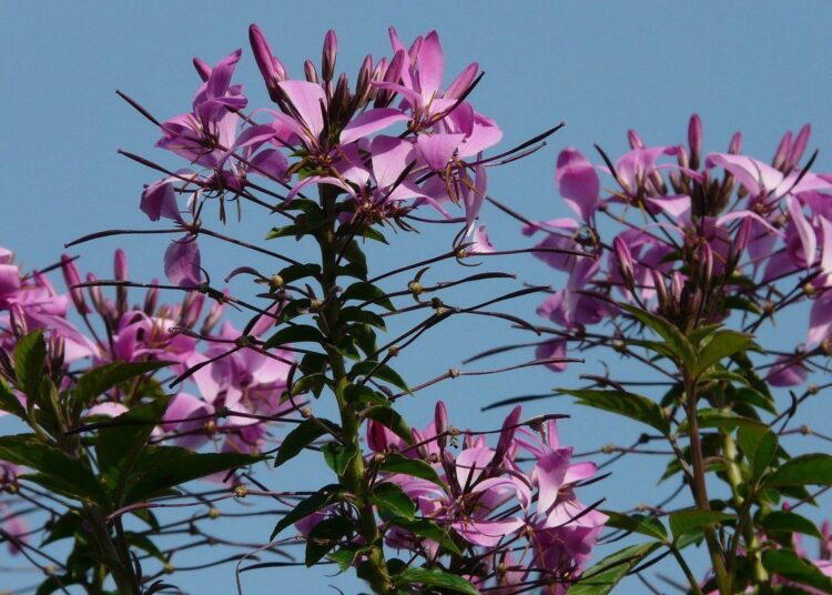 cleome rostlina