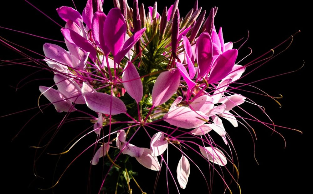 cleome - Luštěnice trnitá – nevšední a atraktivní exotická kráska