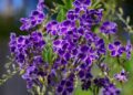 duranta kvety