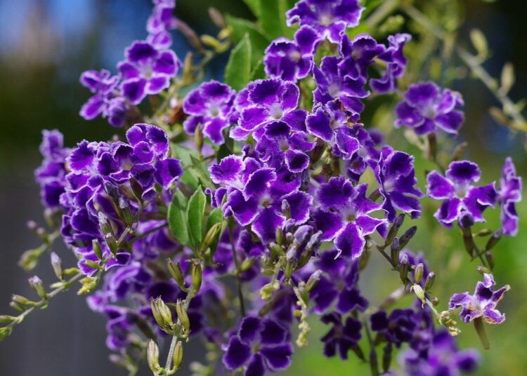 duranta kvety