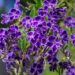 duranta kvety