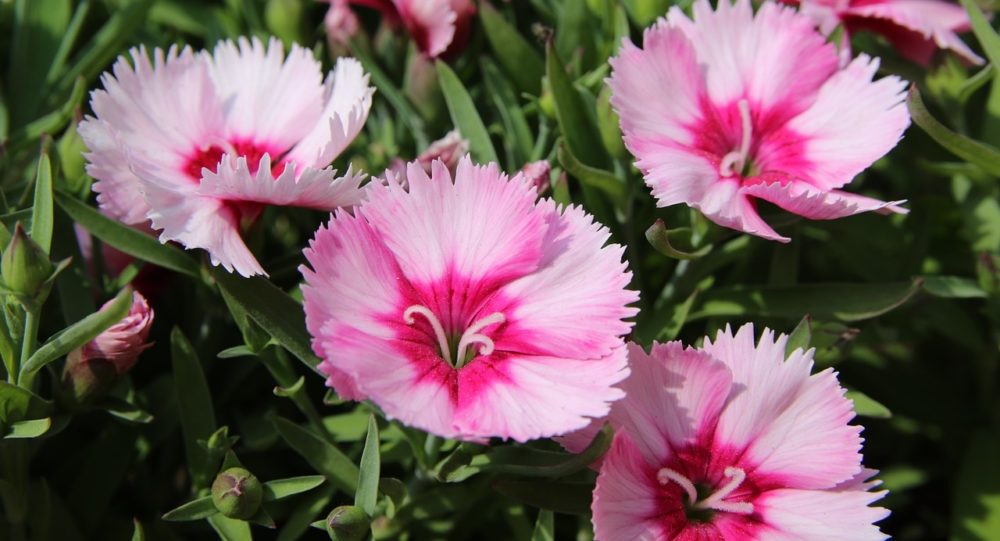 květina - Drobnokvěté karafiáty: Dokáží potěšit od jara do podzimu