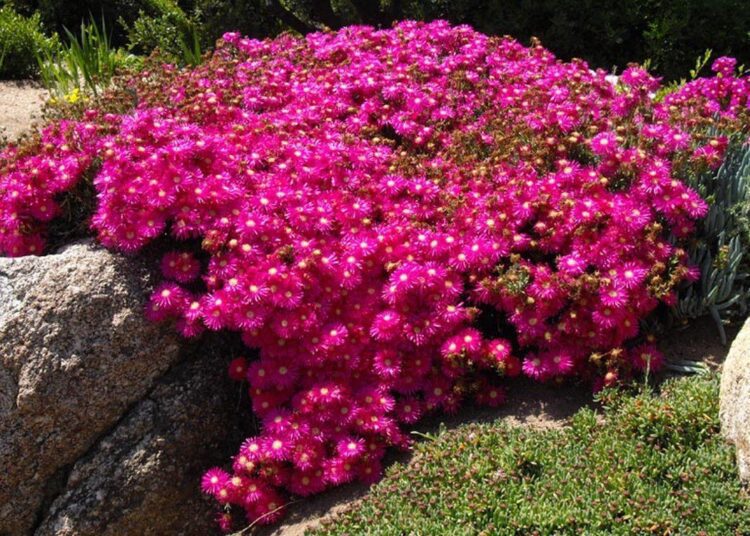 lampranthus rostlina