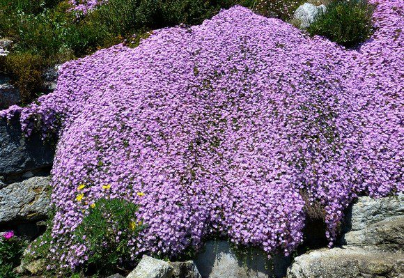 lampranthus - Lampranthus aneb Polední květina – rostlina, která nemá ráda stín