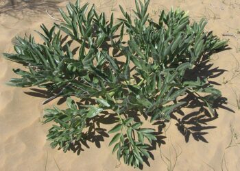 locidlo certovo lejno