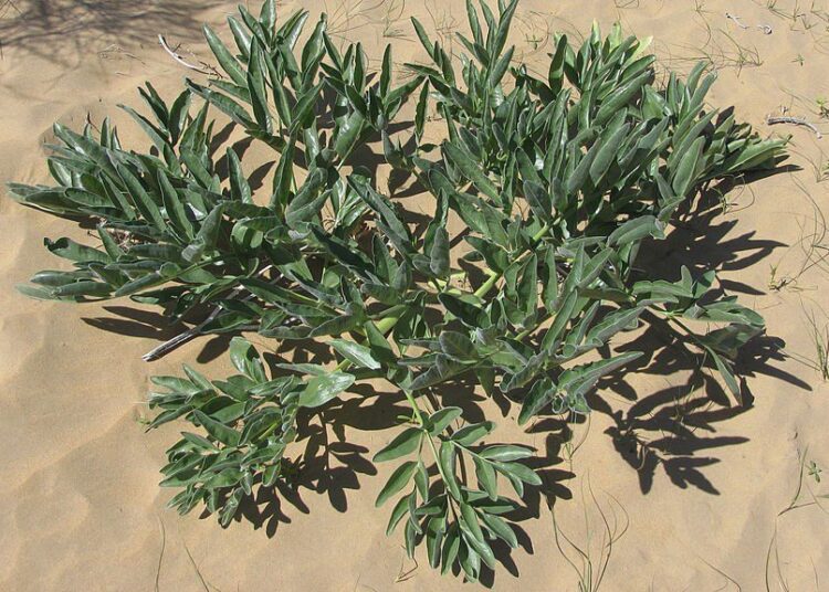 locidlo certovo lejno