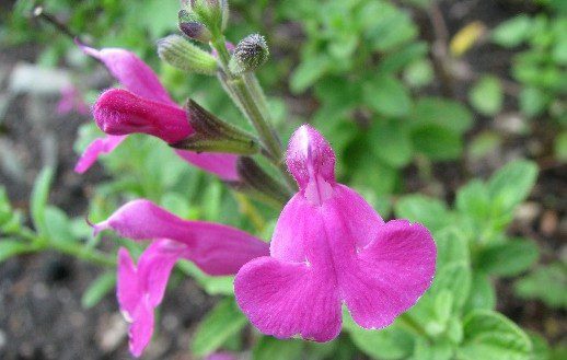 salvej drobnolista - Rozmanité druhy šalvějí, kvetou i voní a jsou okrasou zahrady