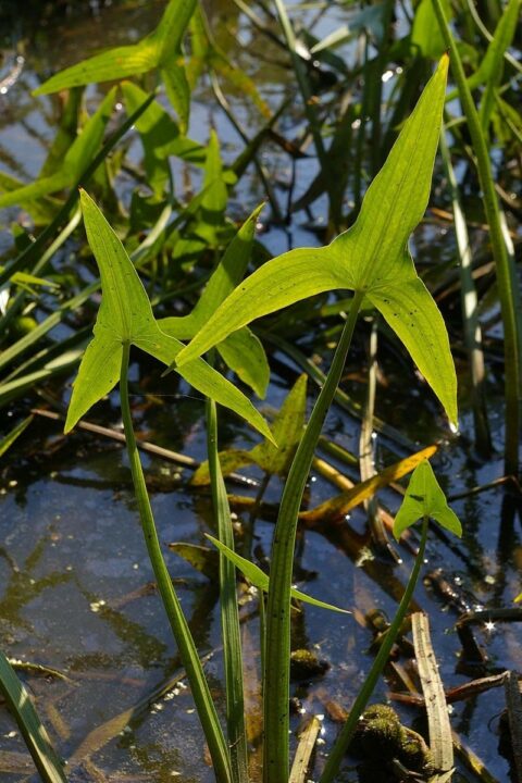 sipatka strelolista - Vodní rostliny bez substrátu – které vám porostou v zahradním jezírku